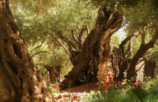 Gethsemane`s Ancient Trees